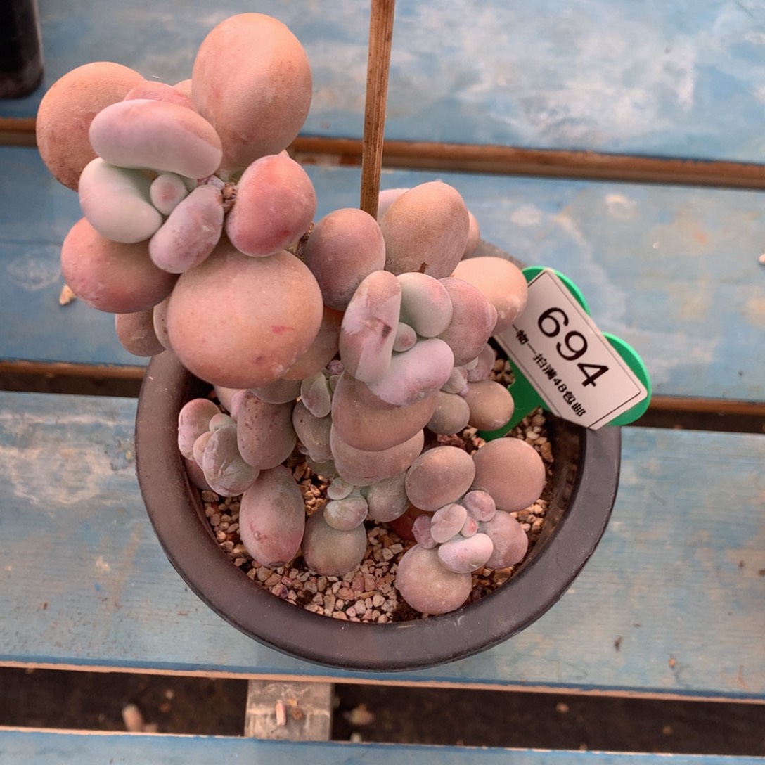 11头橙雪球树开播福利