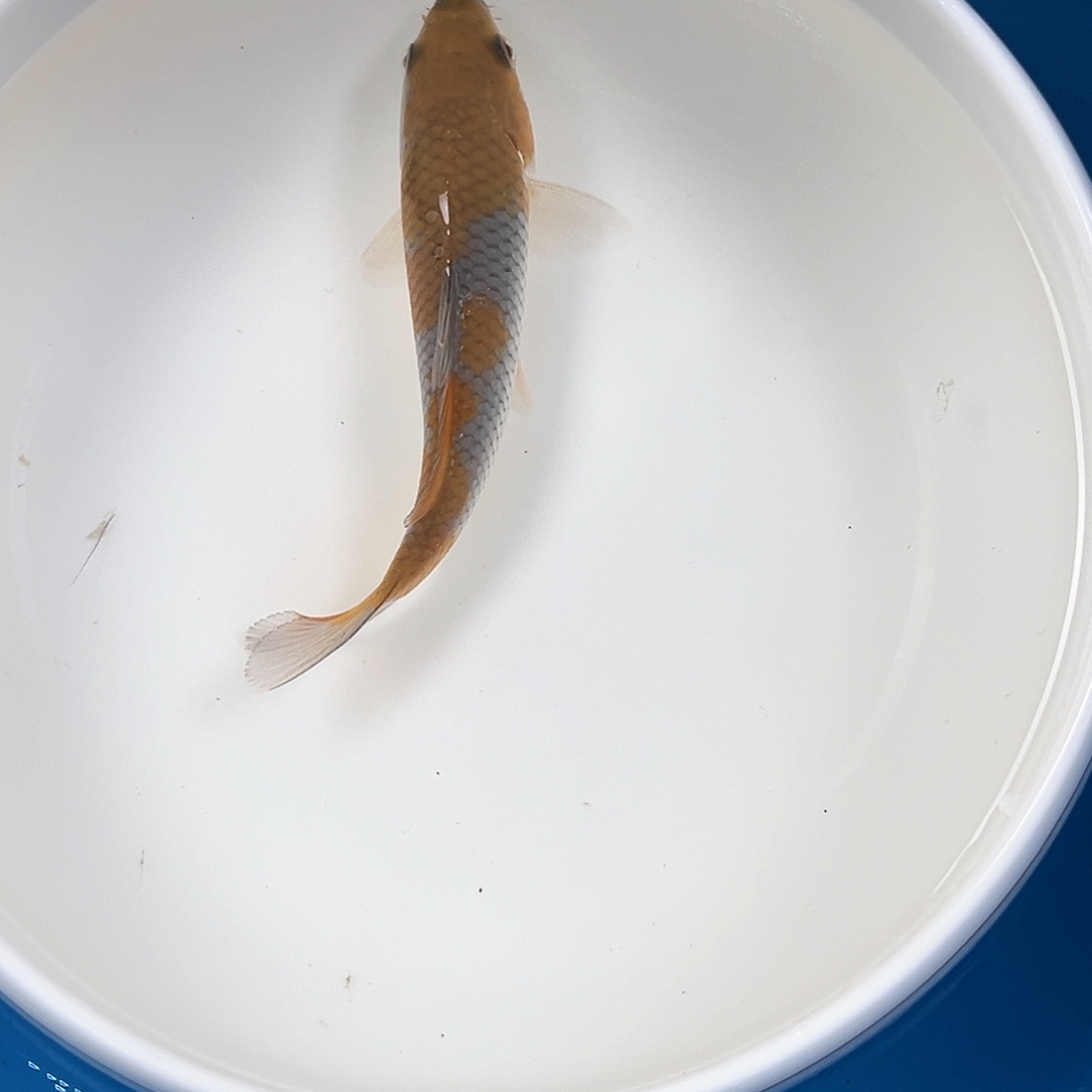 锦鲤鑫泓锦鲤养殖基地