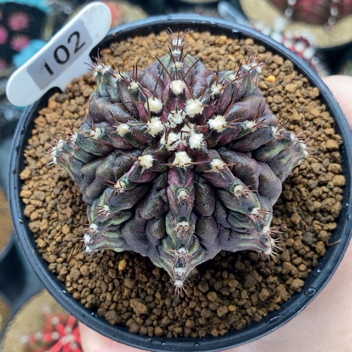 哥斯拉 海神 米哈仙人球