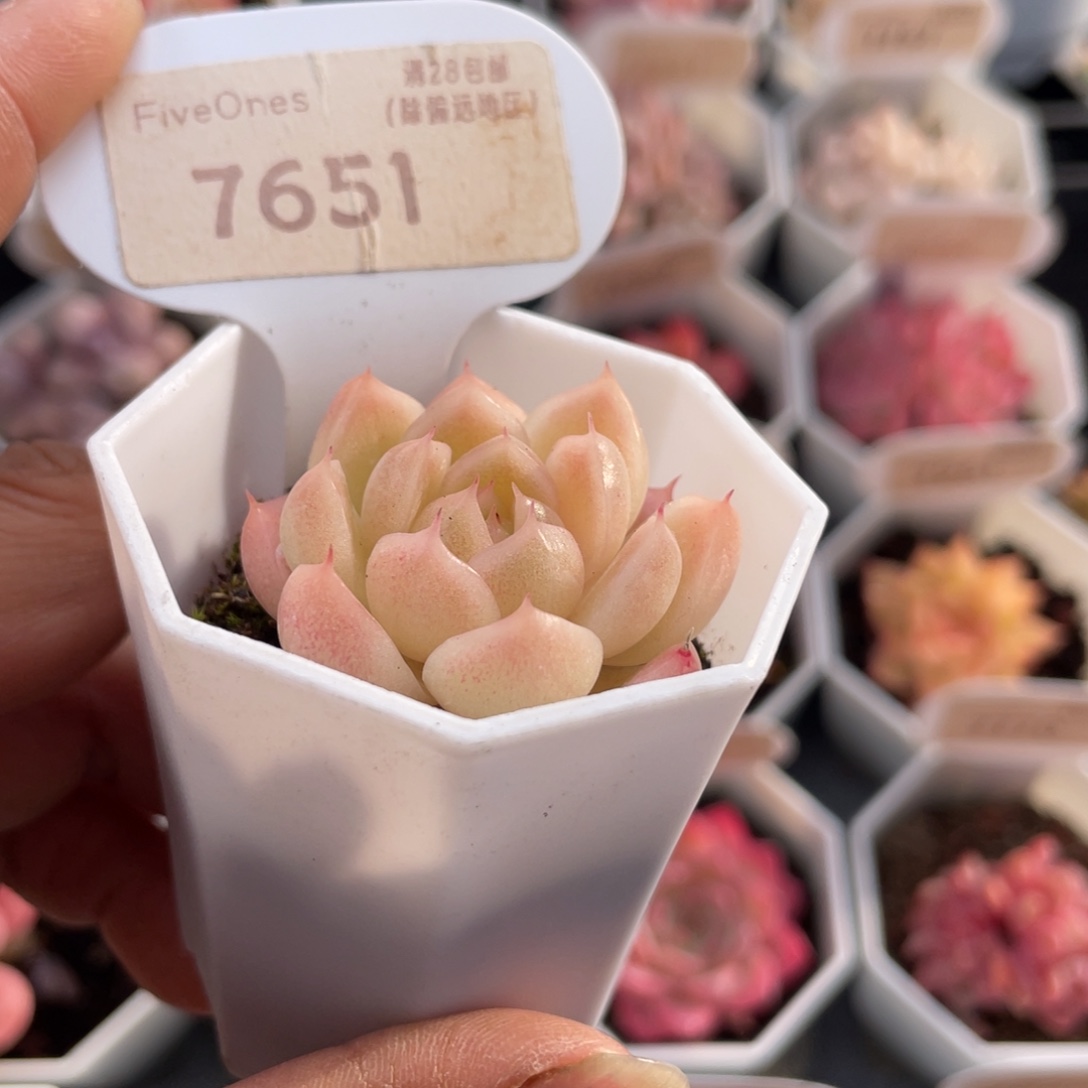 麦秆7651-3.5厘米