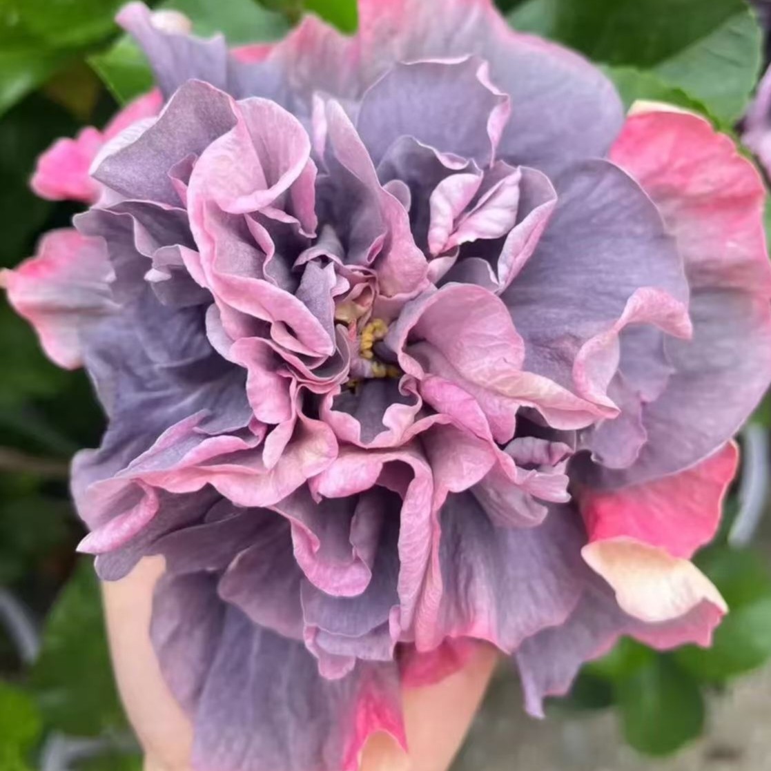 辛杜瑞拉朱槿牡丹开紫色花稀有品种