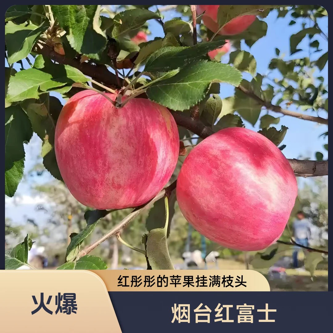 正宗烟台栖霞红富士苹果产地直发新鲜脆甜多汁皮薄肉厚