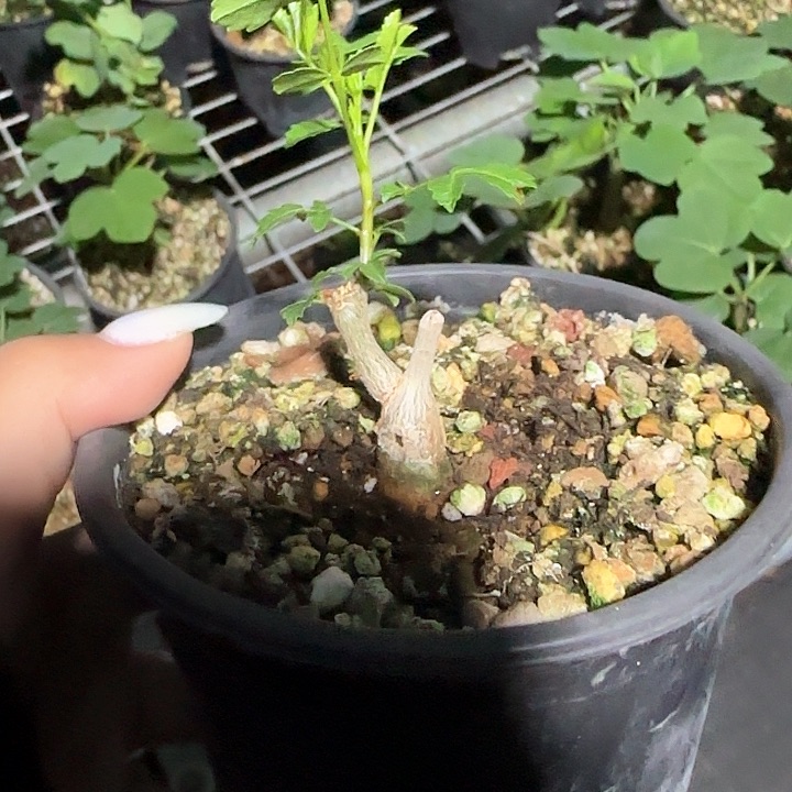 多肉植物芳香橄榄