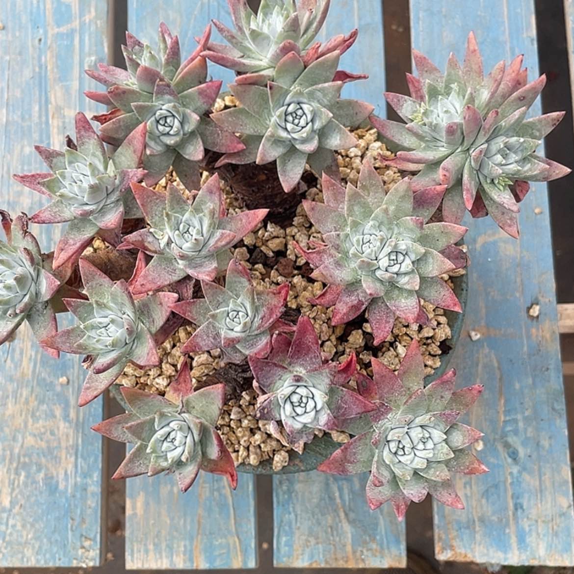 【闪购商品】白菊苹果叶，