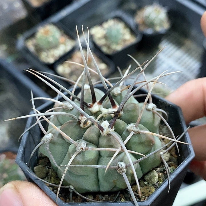 孤品实生长刺狂刺天平5.3cm