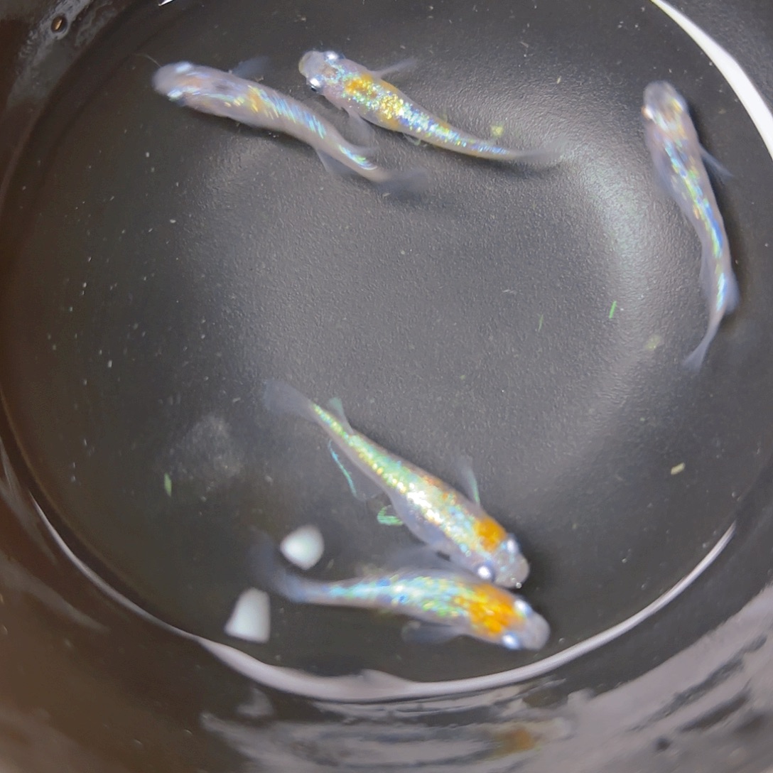 青鳉王华，海王星4号链接