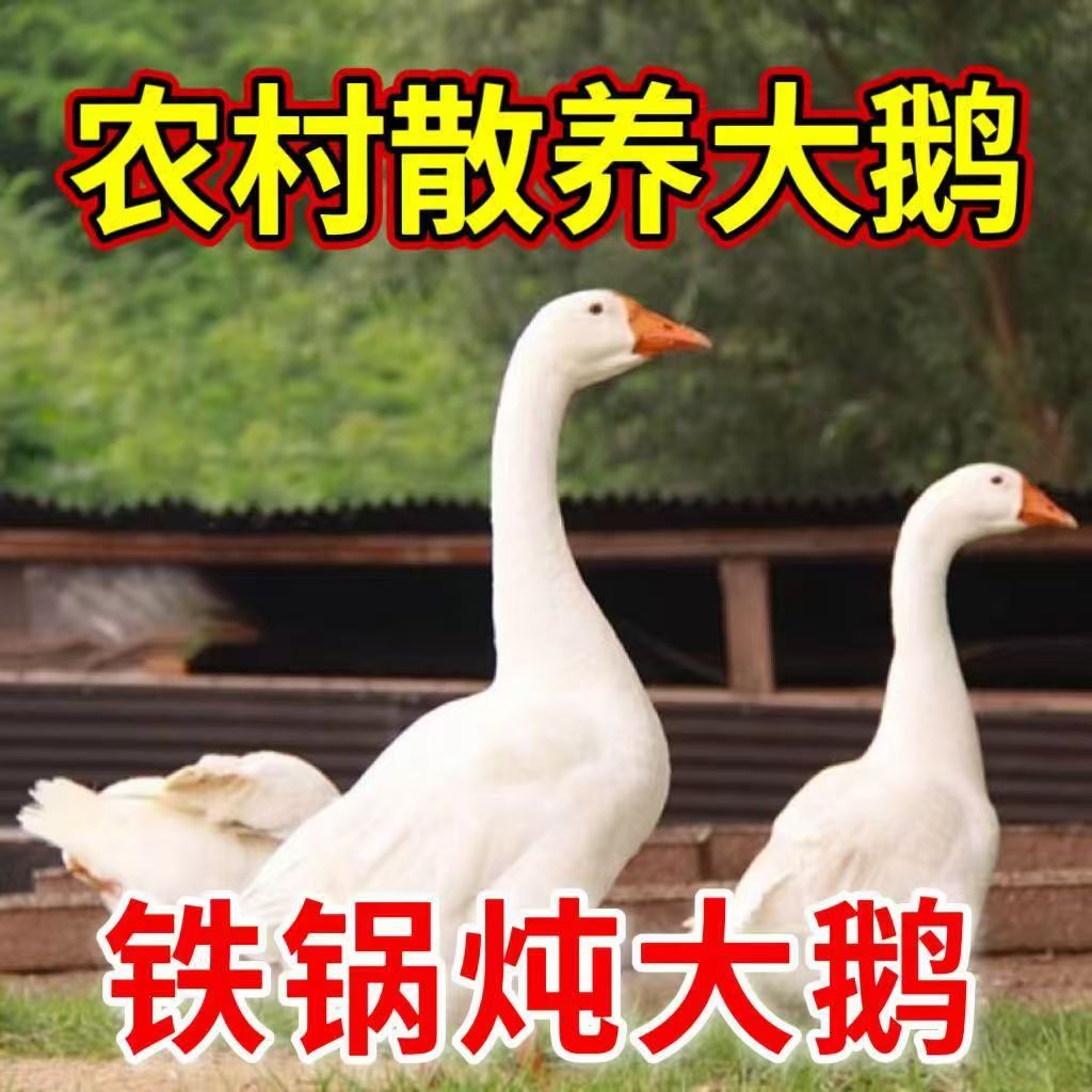 东北农村散养大鹅新鲜现杀带心肝胗美味瘦肉多 顺丰包邮