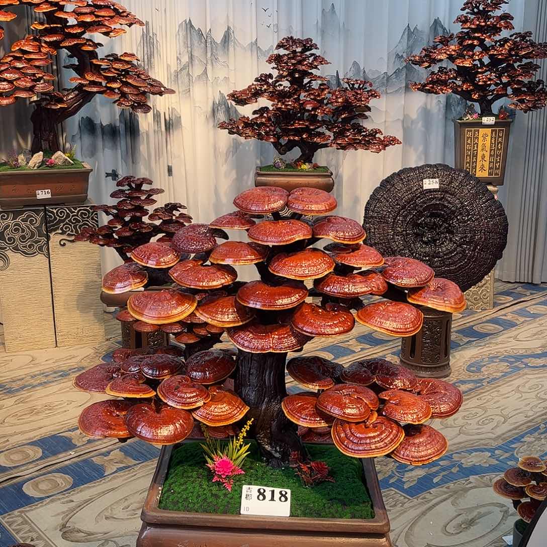 小***麻无花朵888888888888