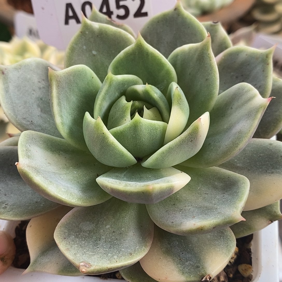452花脸贝哈尔湖哈哈哈哈哈