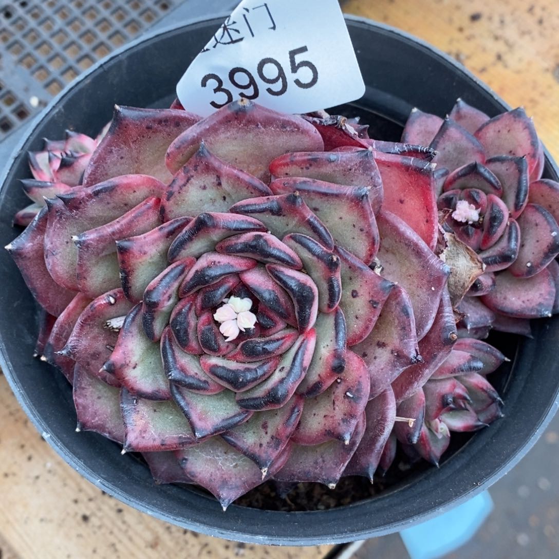 月*杂交精品多肉3995
