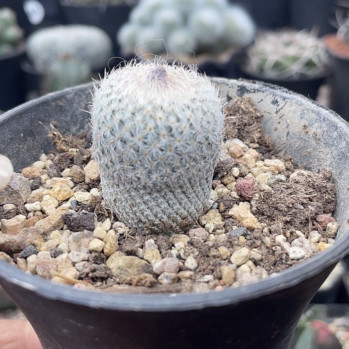 月世界一颗包邮发货