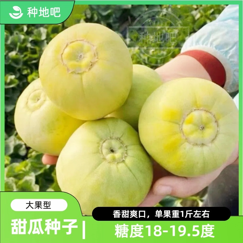 甜瓜种子本地甜宝香瓜香甜爽口南方北方春夏秋冬四季水果蔬菜种子