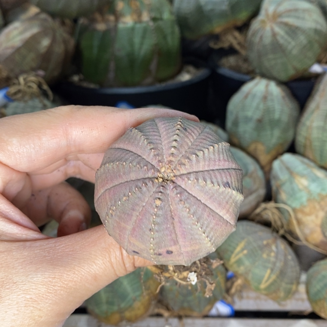 11 欧系实生布纹球多肉植物