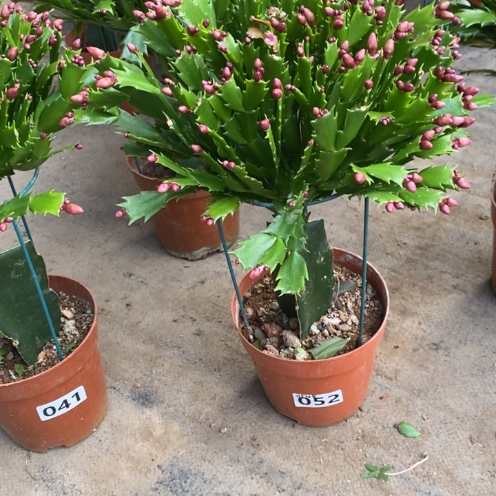 当前无花栽培后可以开花大****翔052嫁接红色