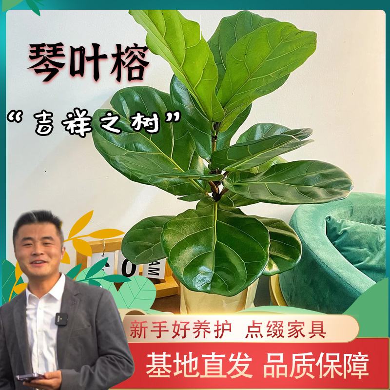 琴叶榕盆栽室内外阳台大叶植物净化空气好养活绿植