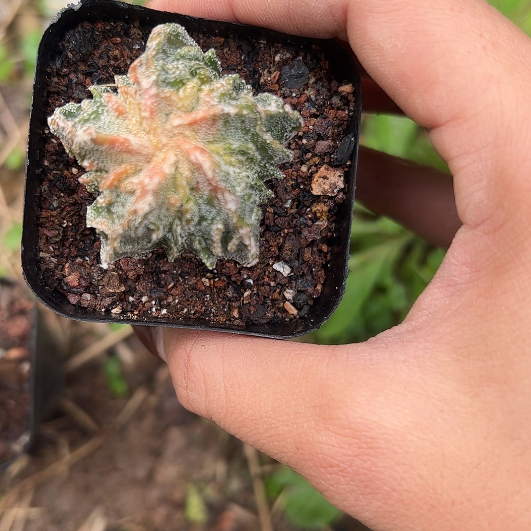 就****实生鸾凤玉一物一拍