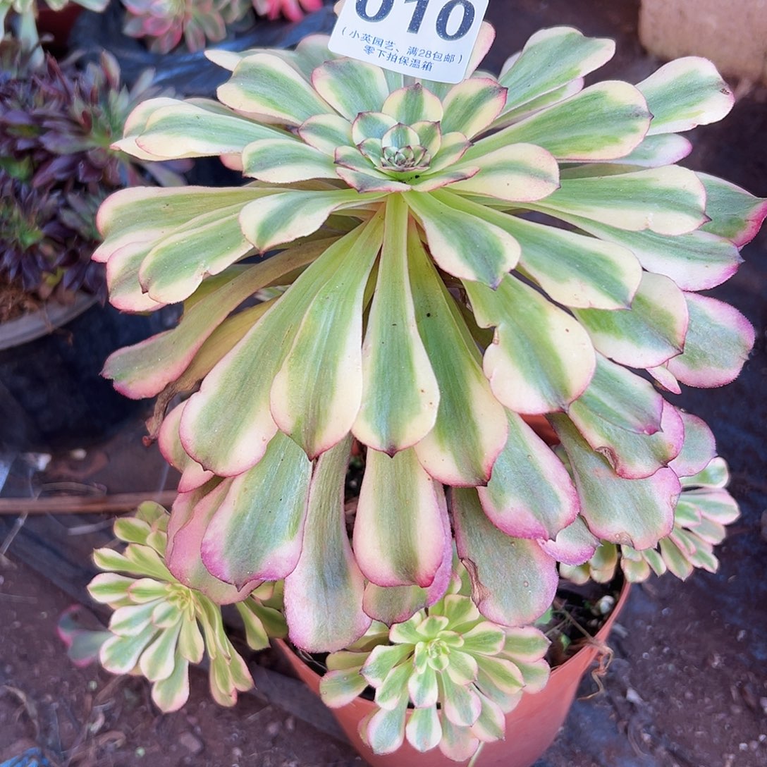 美林010多肉植物多肉植物