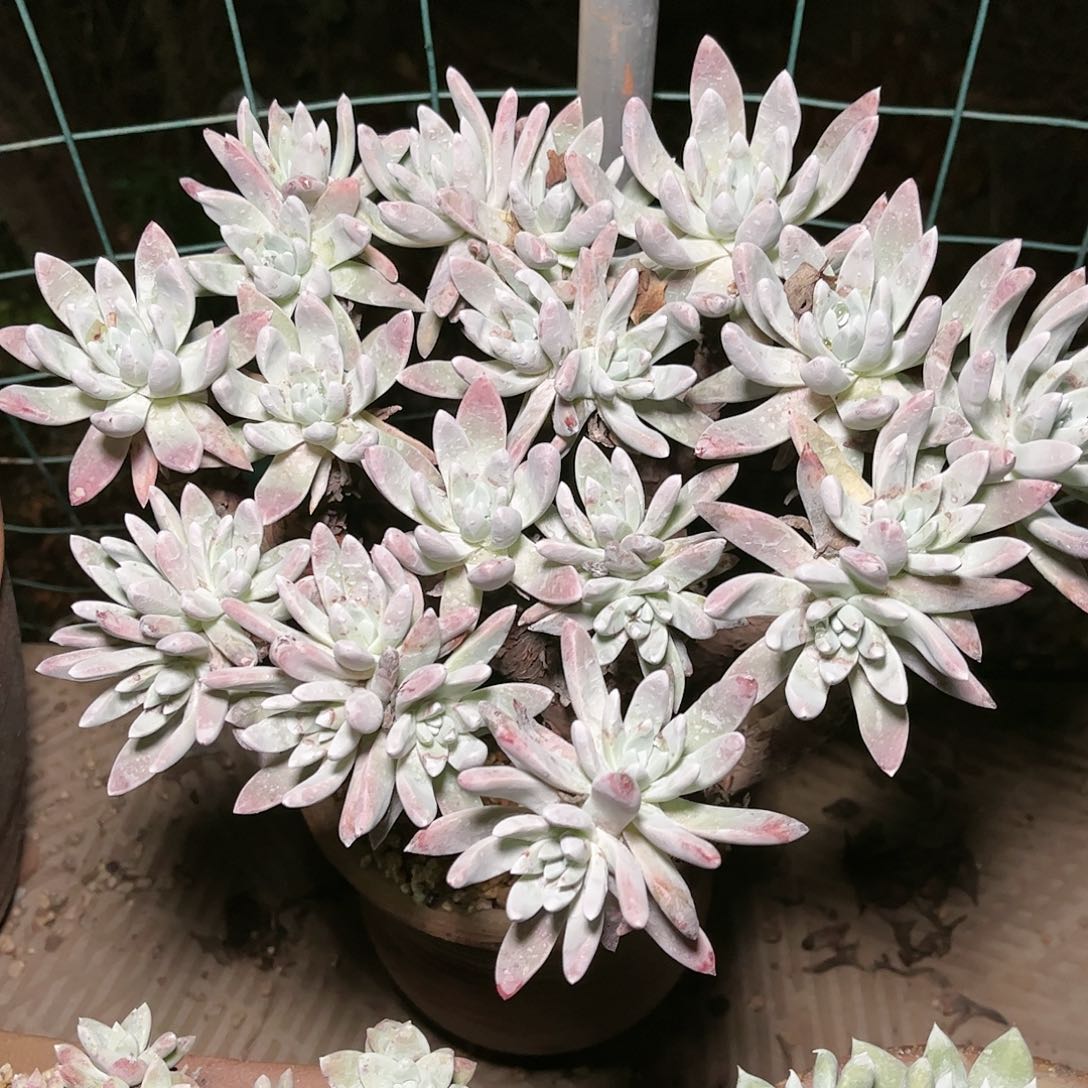 9161千寿姬仙女杯多肉