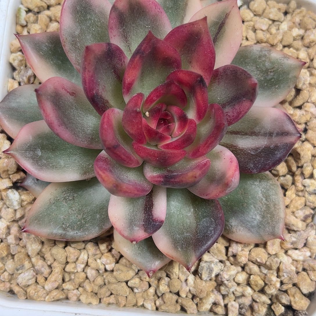 火焰玫瑰锦多肉植物