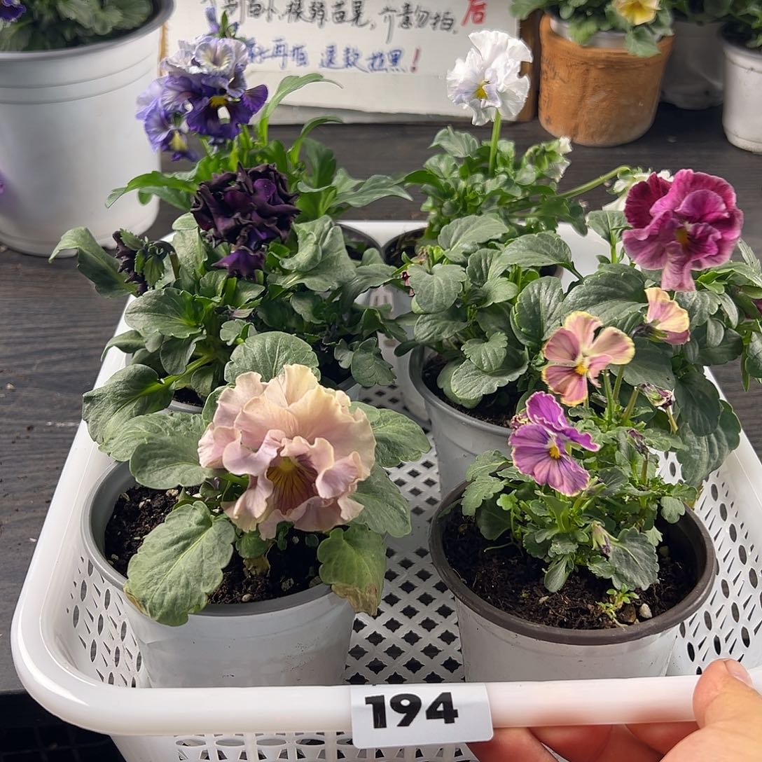 大部分花苞少量开放194号