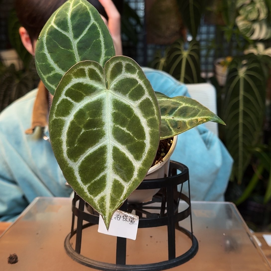 完全开放J56黑底撕裂纹杂银色闪光