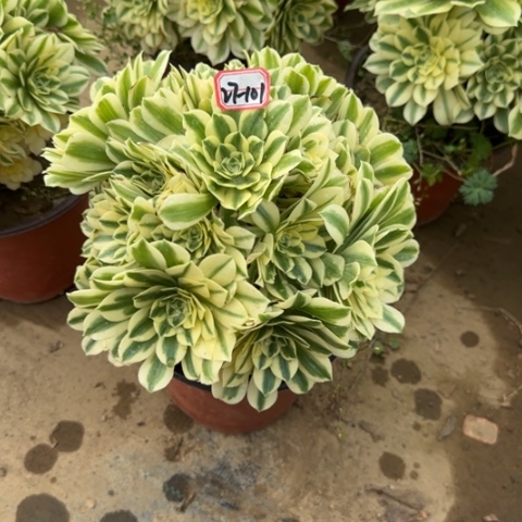 27-101迈巴赫朵朵多肉植物