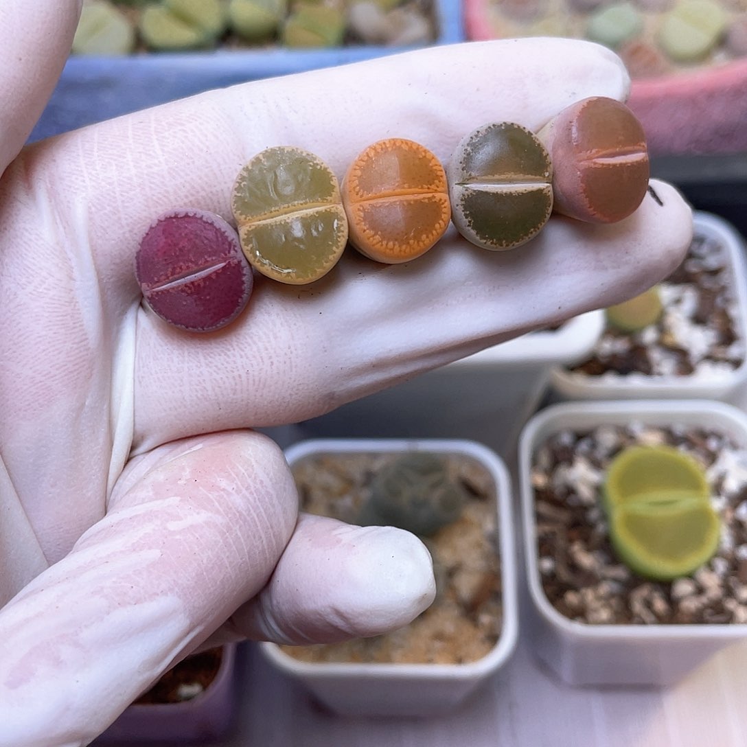 269号 彩色和田玉