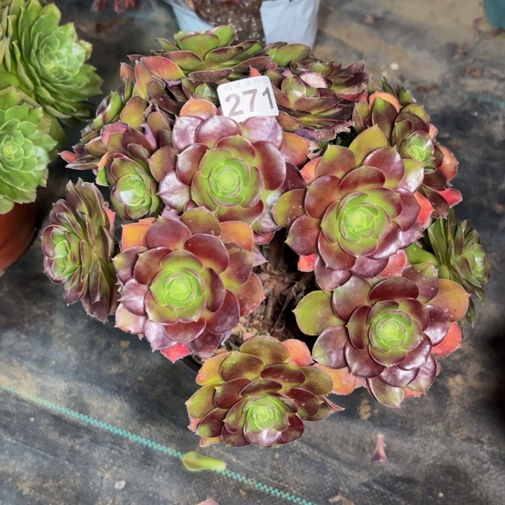 荷兰玫瑰271多肉法师一物一拍