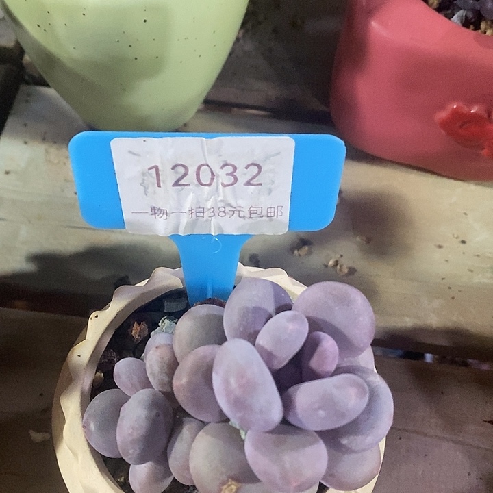 胭脂精品多肉奶酪