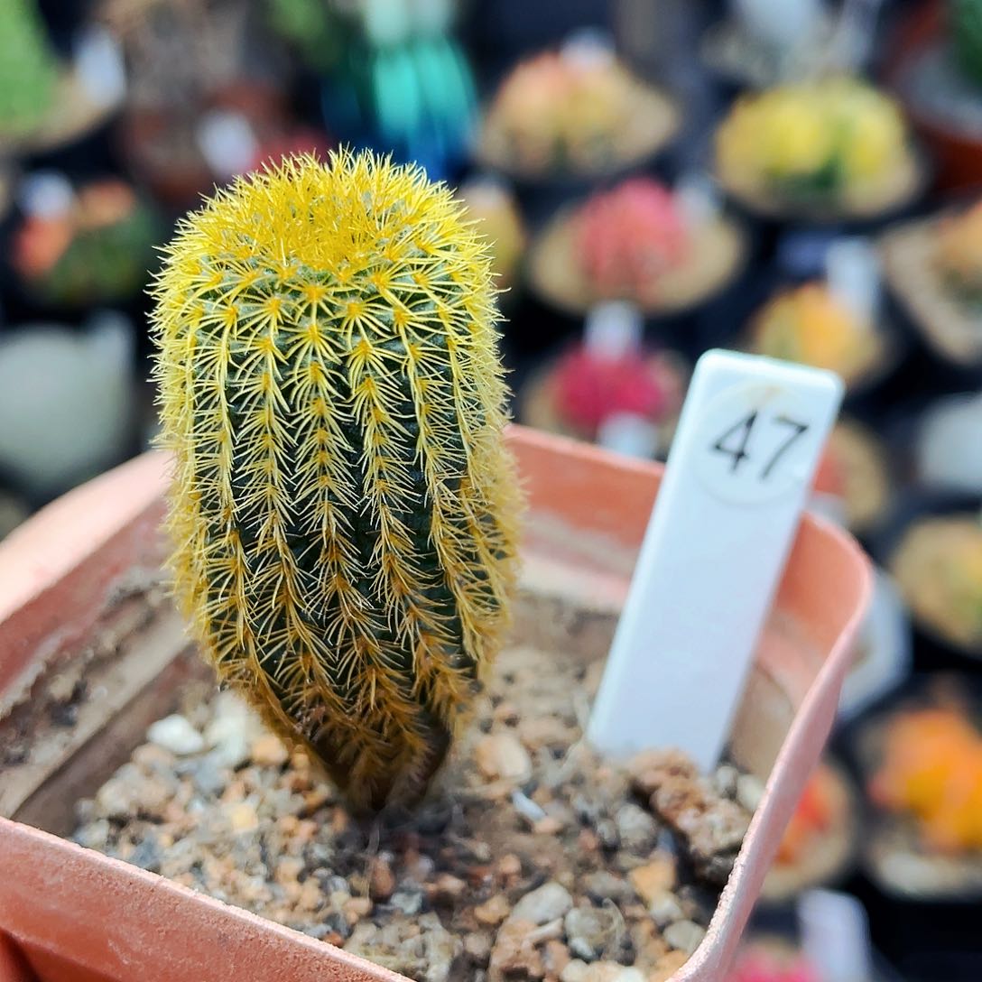 黄金士童非偏远地区满25包邮仙人球