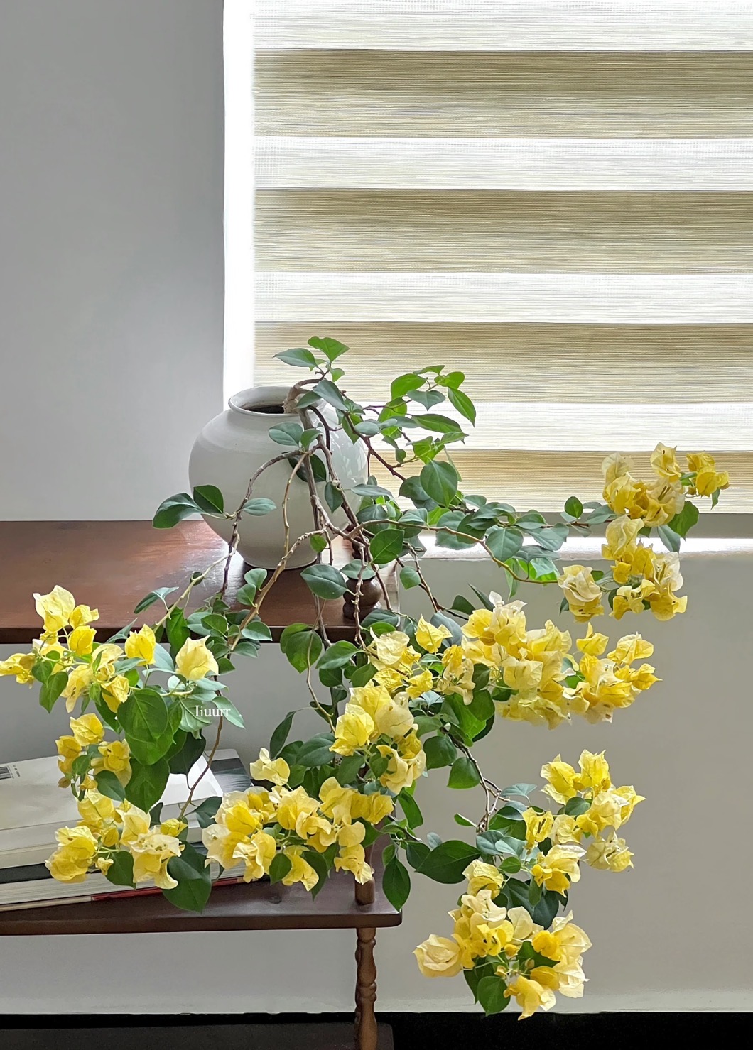 「浅黄」三角梅袋苗包对版