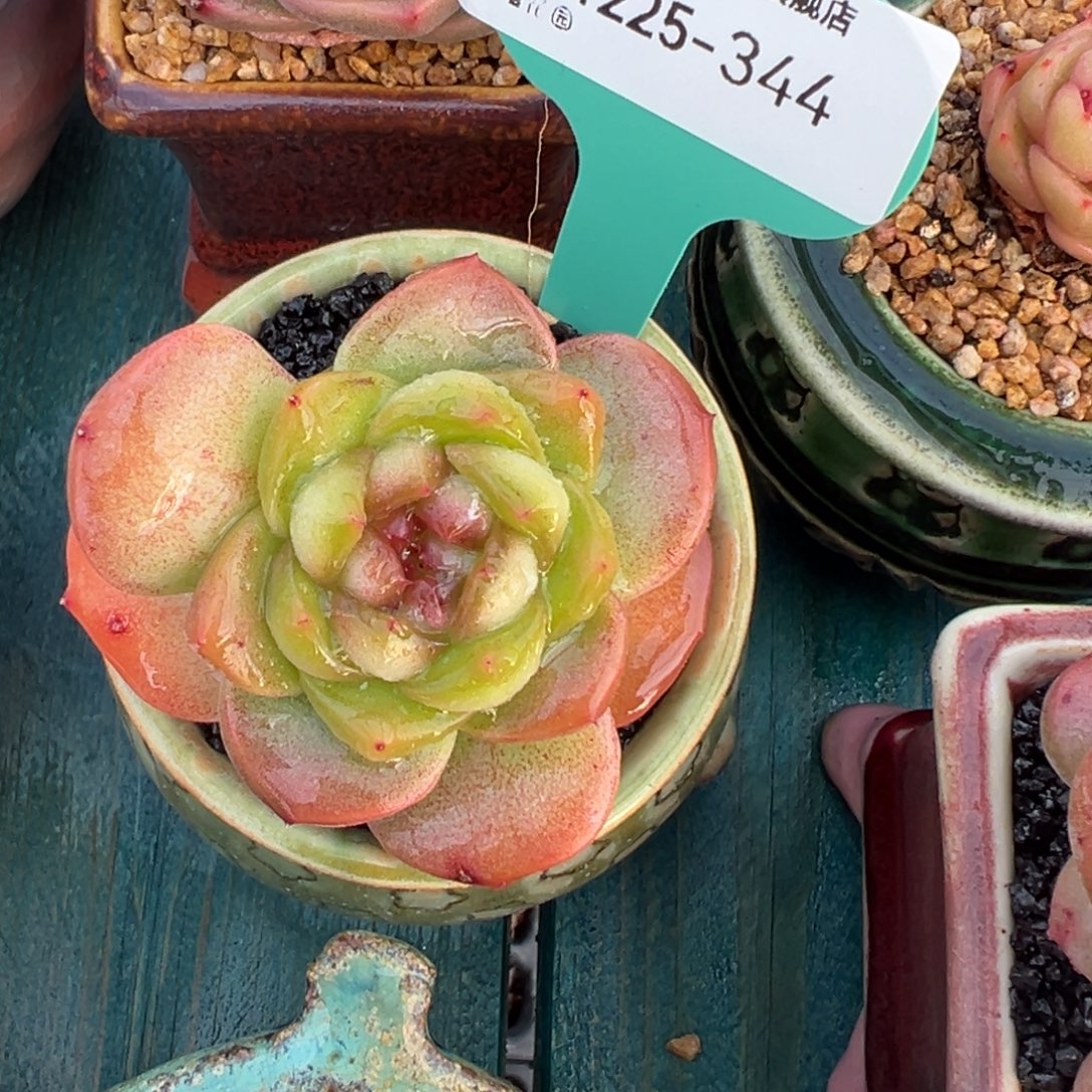 从前慢花园多肉编号1225-344