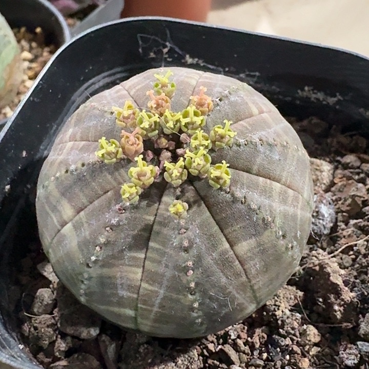 布纹球自根一物一拍