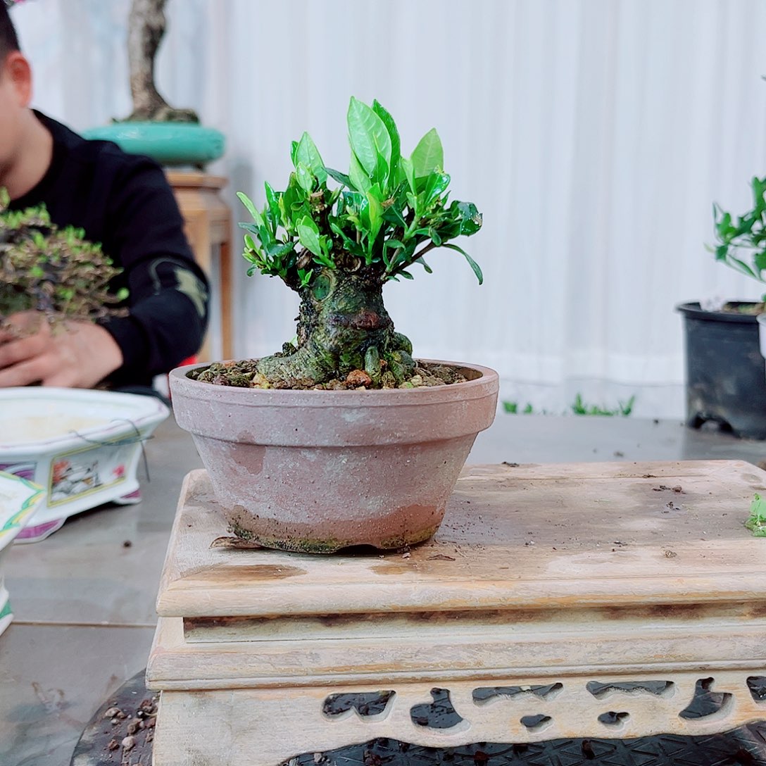n***e一寸法师栀子花花