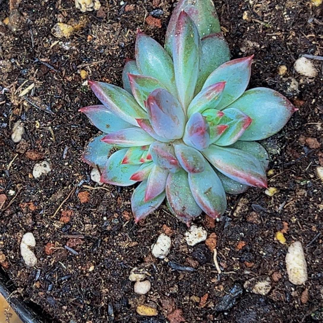 竹****竹雨 美人个体 发货