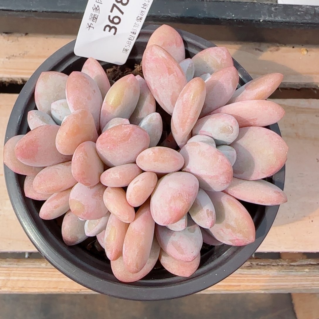 粉兔群，3678多肉植物