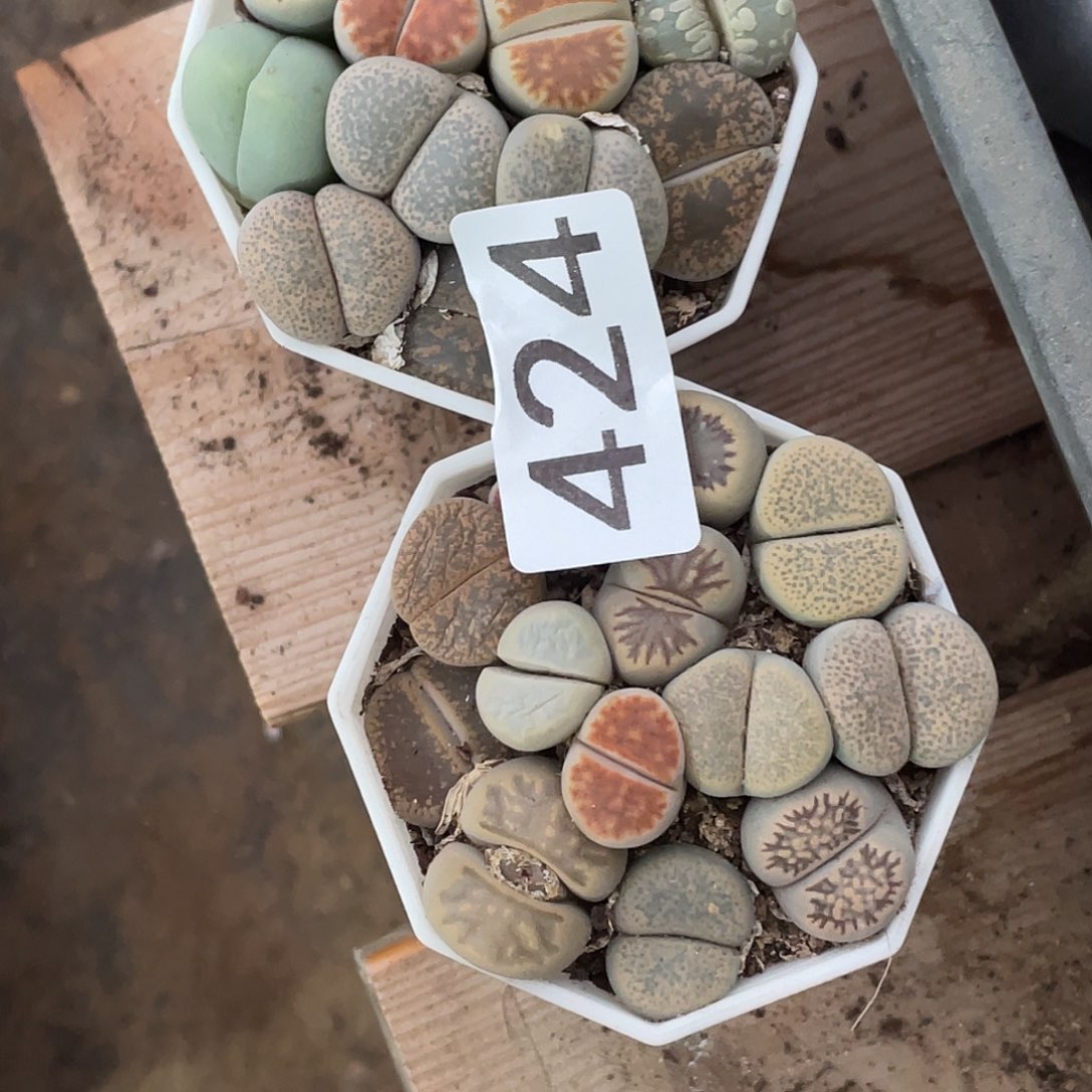 庄****光生石花2盒424000