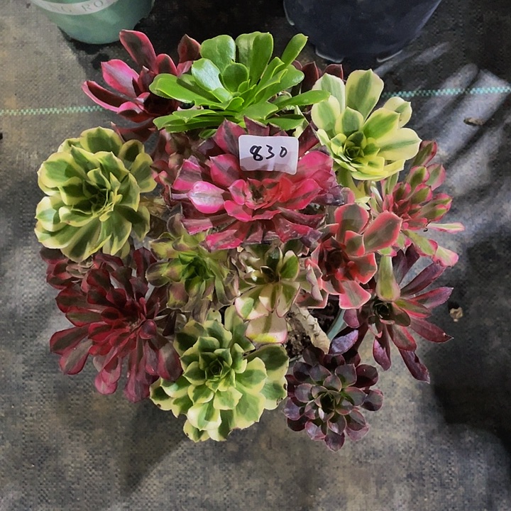 缘****架接0000000000830号