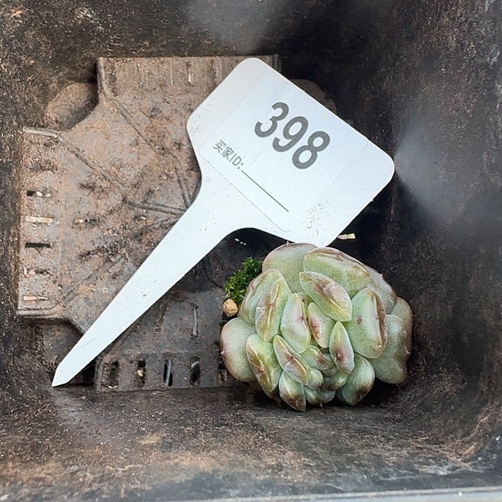 红色恋人缀化多肉植物398