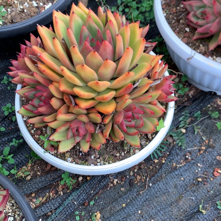 美肉特价活动开始啦