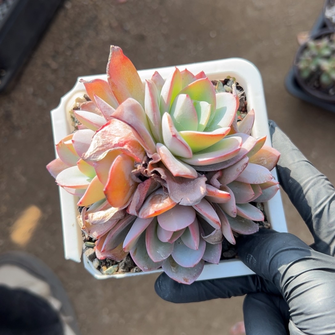 布鲁蓝111111111111111