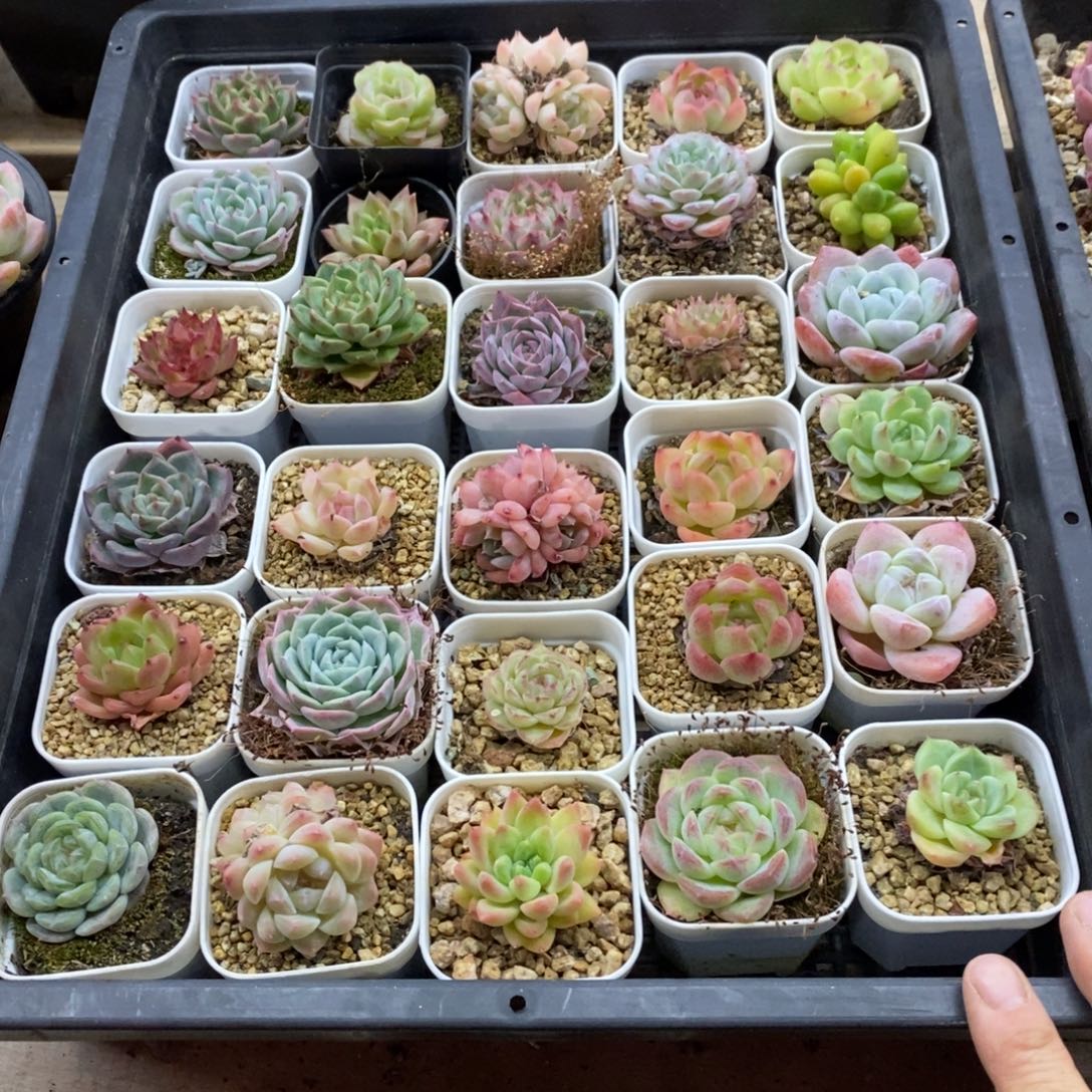 精品多肉一物一拍不包整412