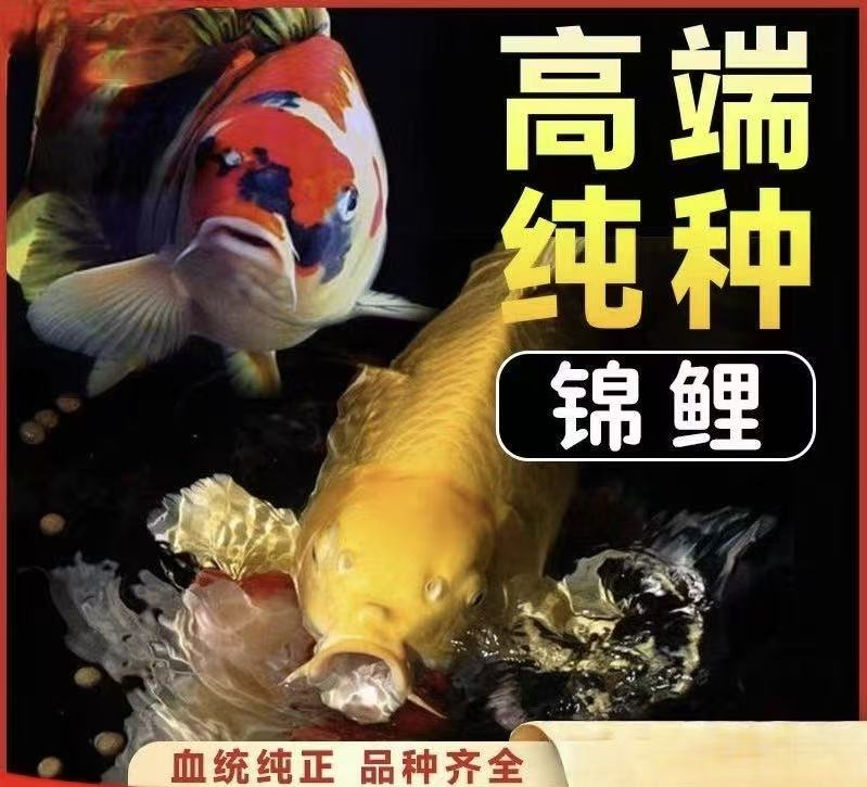 纯种精品观赏鱼（售后以开箱视频为主）