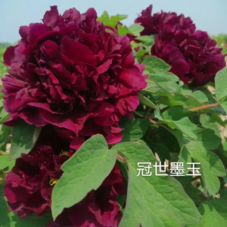 【原盆原土-冠世墨玉】洛阳重瓣观赏牡丹花大花绿植花卉盆栽好养