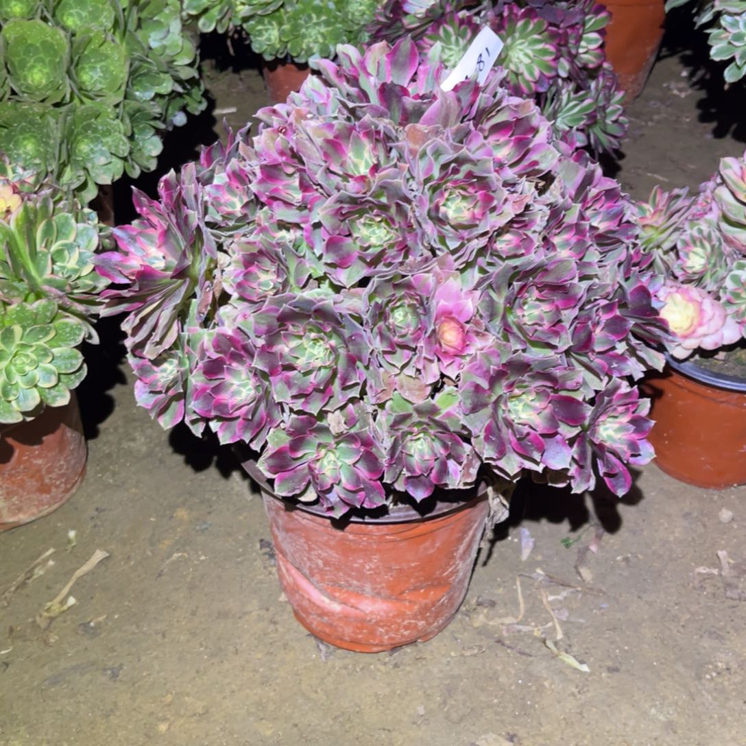 12-18-81夜罗刹法师锦