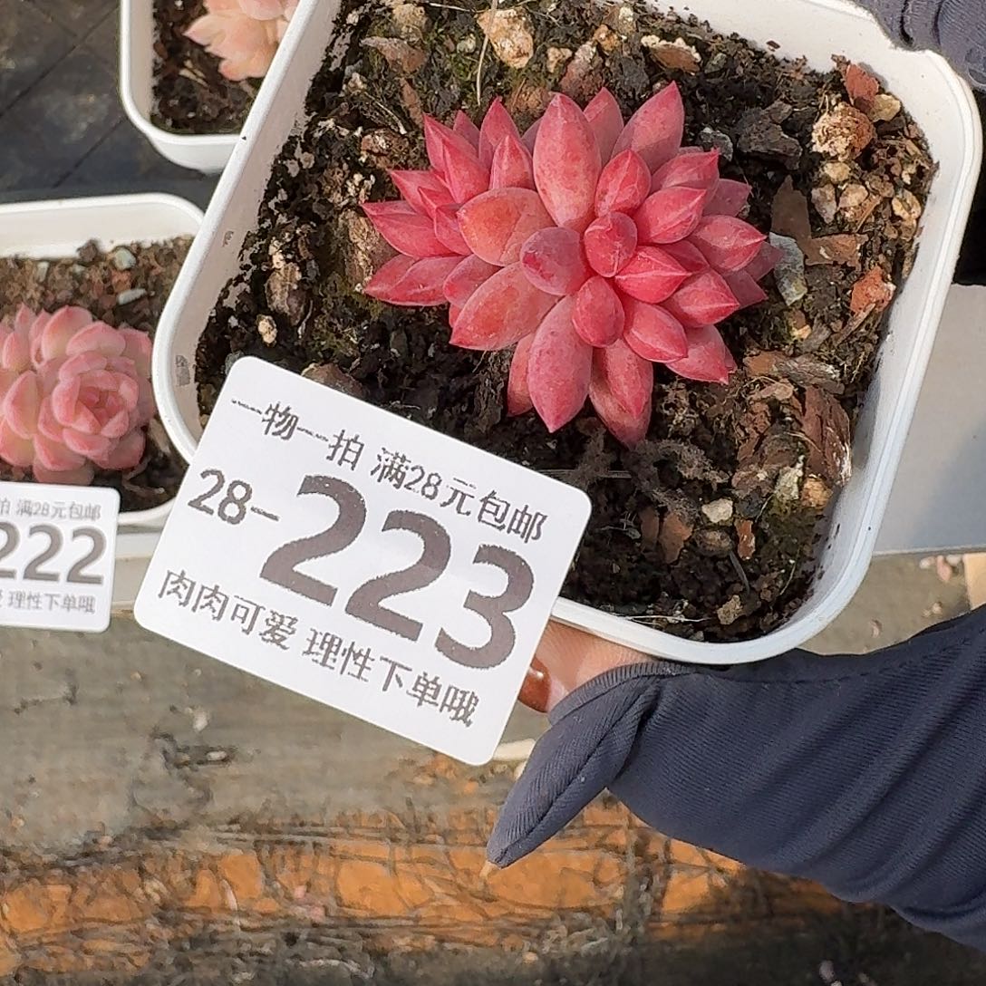 金鱼姬无盆无发货