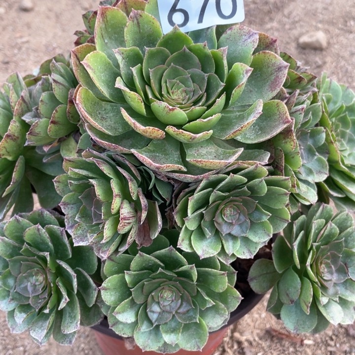 670多肉植物万拉丝