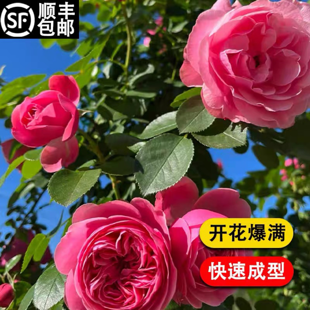 粉色达芬奇爬藤月季耐寒耐雨淋蔷薇花苗阳台庭院拱门花卉四季开花