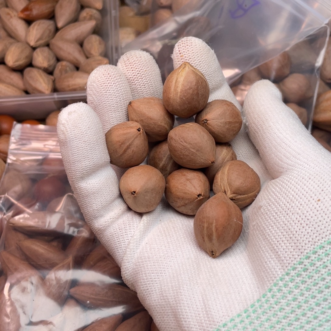 叮***叮手串/手链橄榄核11