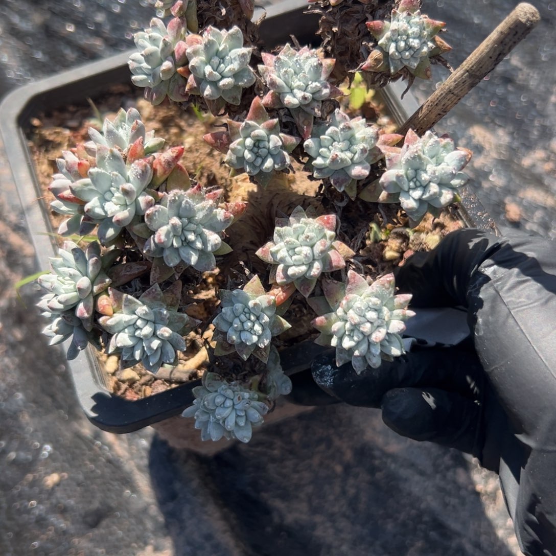 格诺玛白菊～都在分头527